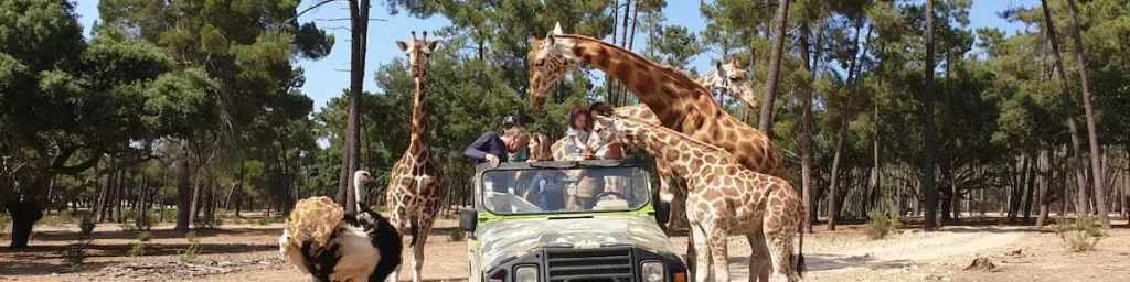 Safari VIP
